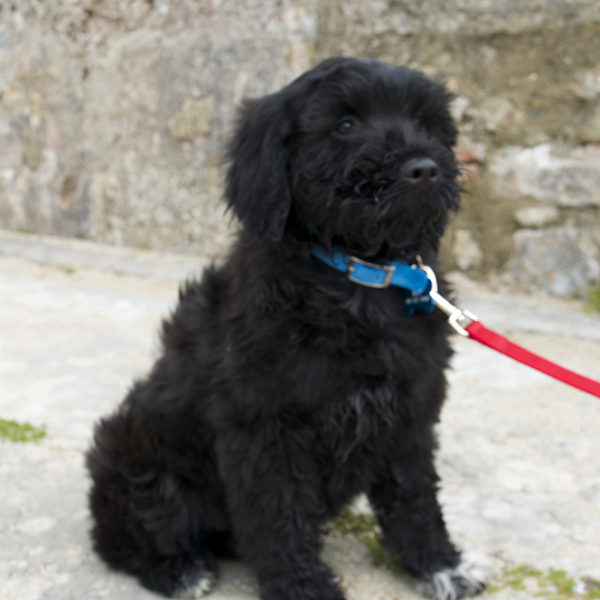 portuguese-water-dog-quebec-issa